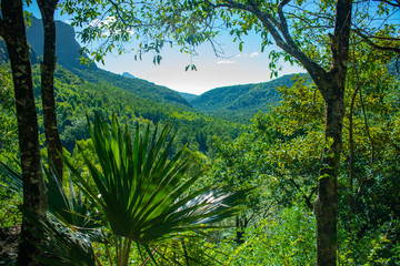 Fototapeta premium Ile Maurice - Parc National des Gorges de Rivière Noire