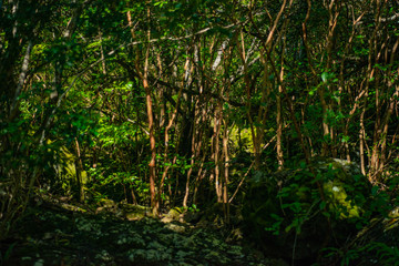 Ile Maurice - Parc National des Gorges de Rivière Noire