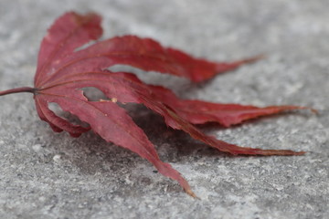 Falling Red Maple on the Concrete Floor