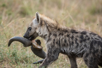 Hyena in the bush