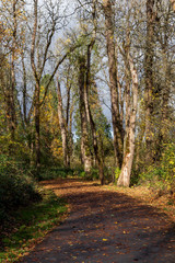 road in forest