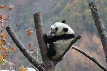 Selected Focus of Little Panda on the tree, China