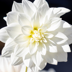 Fototapeta premium white flower on black background