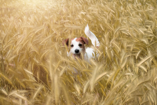CDOG HIDE IN A FILD OF WHEAT. JACK RUSSELL TERRIER ENJOY A SUNSET O SUNRISE