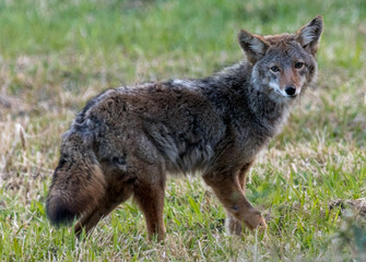 Fototapeta premium Coyote