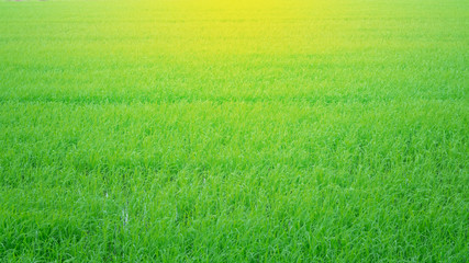Obraz na płótnie Canvas Green rices field at sunrise in countryside of Thailand