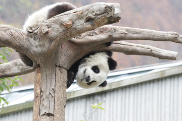 Fototapeta premium Fluffy Panda Cub on the Tree, China