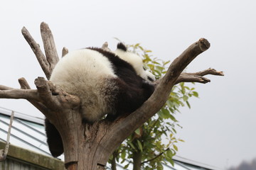 Fluffy Panda Cub on the Tree, China