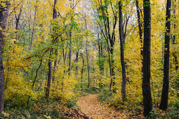 Obraz premium Autumn forest. Ecological safety. Wildlife concept. Autumn foliage and orange leaf fall. Mixed forest.