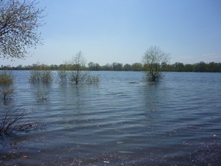 Trees standing in water during the spring flood