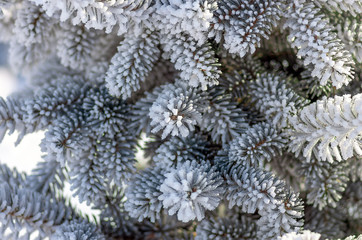 Twigs of fir tree in the snow, winter background