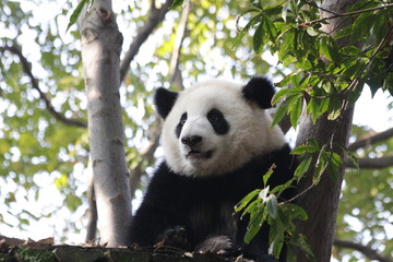 Naklejka na ściany i meble Close up Fluffy Face of Panda Cub's Face , Chengdu Base, China