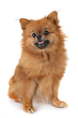 Obraz premium puppy pomeranian in studio