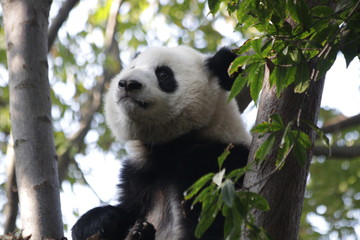 Obraz premium Cute Panda Cub on the Tree, Chengdu, China