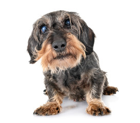 senior dachshund in studio