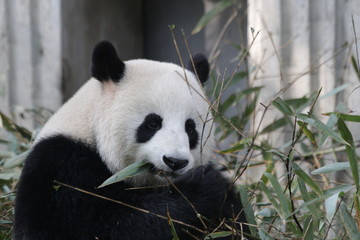 Obraz premium Female Panda name Xiao Yatou , Chengdu, China