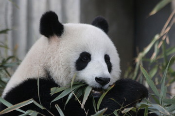 Female Panda name Xiao Yatou , Chengdu, China © foreverhappy