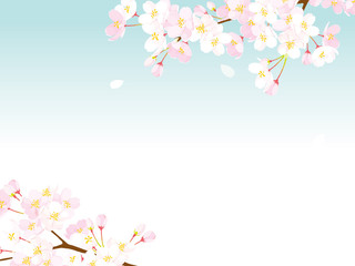 桜　背景イラスト