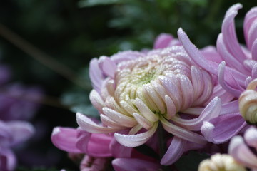 Pink  Chrysanthemum in November