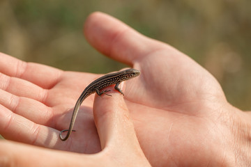 Baby lizard sitting on a finger, closeup