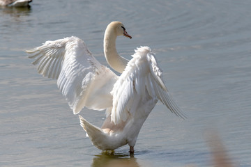 Fototapeta premium Mute Swan brushes its plumage on the shore in the back light