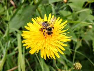 Bee on a dandelion