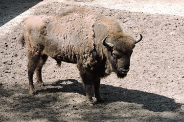 A male European bison - obrazy, fototapety, plakaty