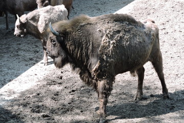 A herd of European bison © E-lona