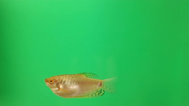 Aquarium fish shot in the Studio on a green background