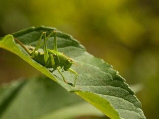 The great green bush-cricket ( Tettigonia viridissima) on a leaf.