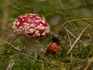 Fly amanita (Amanita muscaria) in the forest, Czech Republic