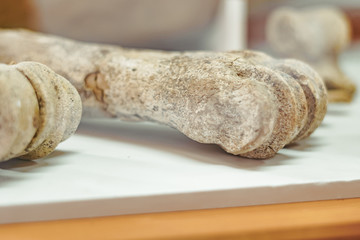 the human skull lies