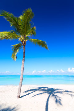 Vacation holidays background wallpaper. Palm and tropical beach in Varadero, Cuba.