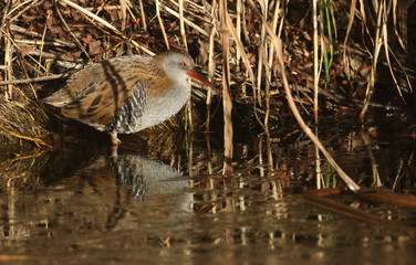 A highly secretive Water Rail (Rallus aquaticus) an inhabitant of freshwater wetlands, searching for food along the edge of a frozen river in the UK.