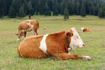 Obraz premium red cows graze on green meadows in the alps. l