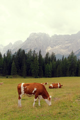 Fototapeta na wymiar red cows graze on green meadows in the alps. l