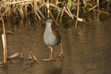 A highly secretive Water Rail (Rallus aquaticus) an inhabitant of freshwater wetlands, searching for food on a frozen river in the UK.