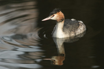 A Great crested grebe (Podiceps cristatus) swimming on a river with its reflection showing in the water.