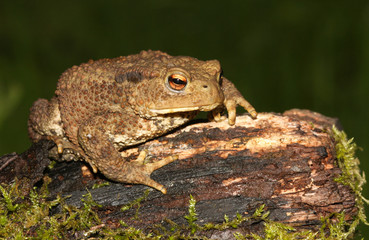 A hunting large Common Toad (Bufo bufo) sitting on a mossy log.