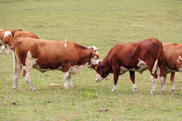 red cows graze on green meadows in the alps. l