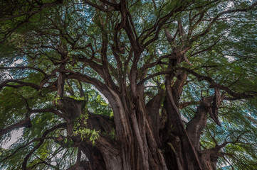 Fototapeta premium Arbol del Tule, a giant sacred tree in Tule, Oaxaca, Mexico