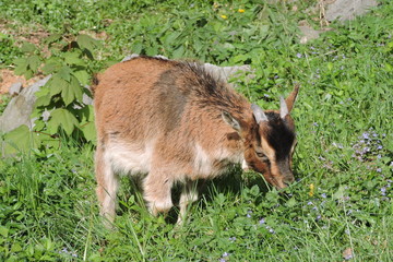 A young brown billy goat eating grass © E-lona