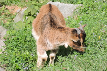 A young brown billy goat eating grass