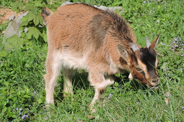 A young brown billy goat eating grass © E-lona