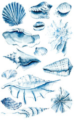 Shells. Watercolor hand drawn illustration