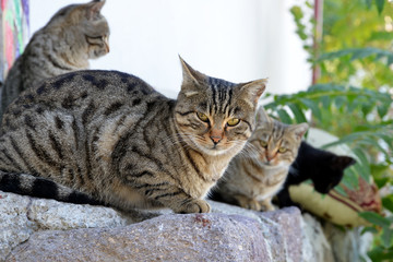 Naklejka na ściany i meble cats in garden