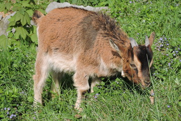 A young brown billy goat eating grass © E-lona