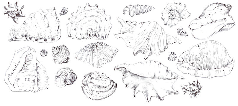 Shells. Hand drawn illustration