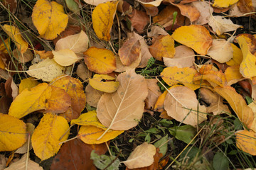 autumn leaves on green grass