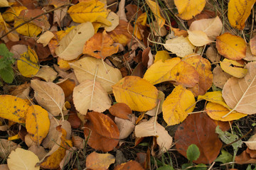 autumn leaves